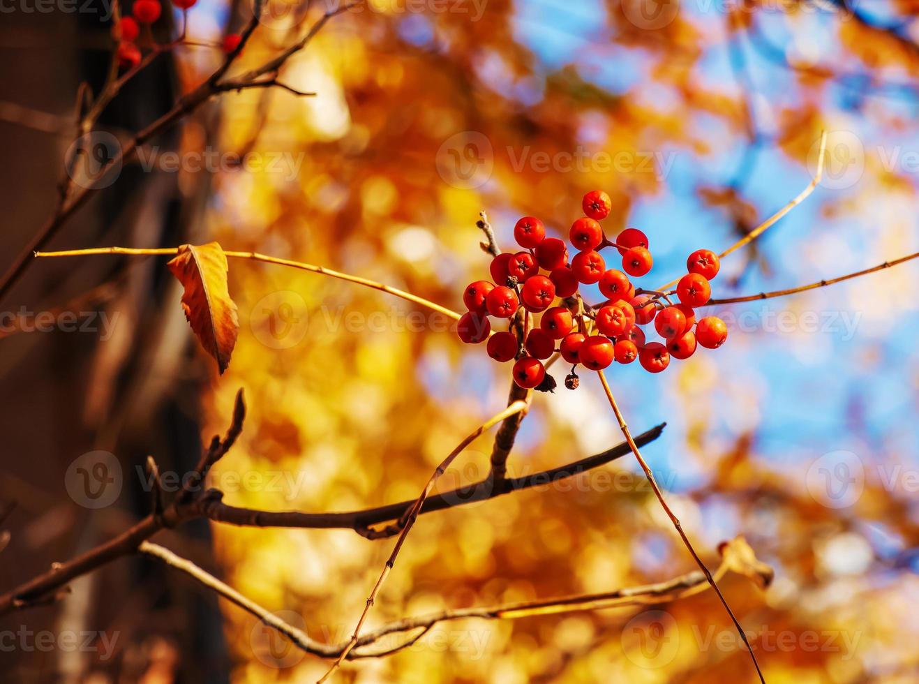 bayas rojas de serbal en un árbol de otoño. ramas de serbal con hojas rojas y bayas. cosecha de serbal en otoño foto