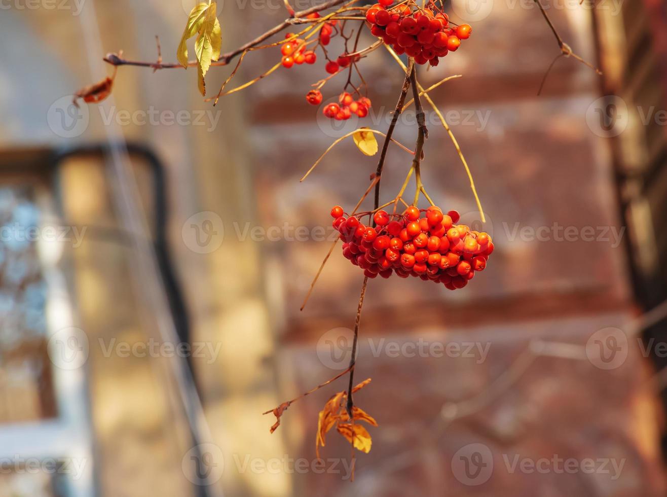 Red rowan berries on an autumn tree. Rowan branches with red leaves and berries. Rowan harvest in autumn photo