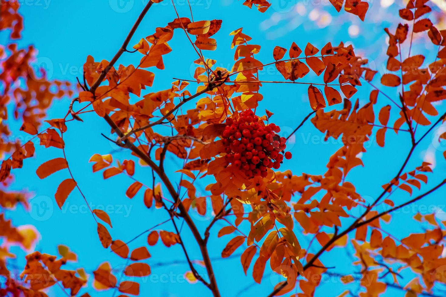 Red rowan berries on an autumn tree. Rowan branches with red leaves and berries. Rowan harvest in autumn photo
