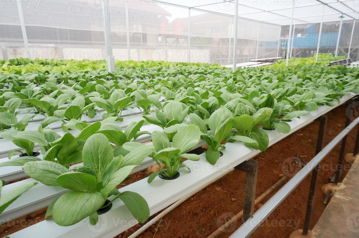 granja de cultivo de vegetales hidropónicos orgánicos, enfoque selectivo. foto