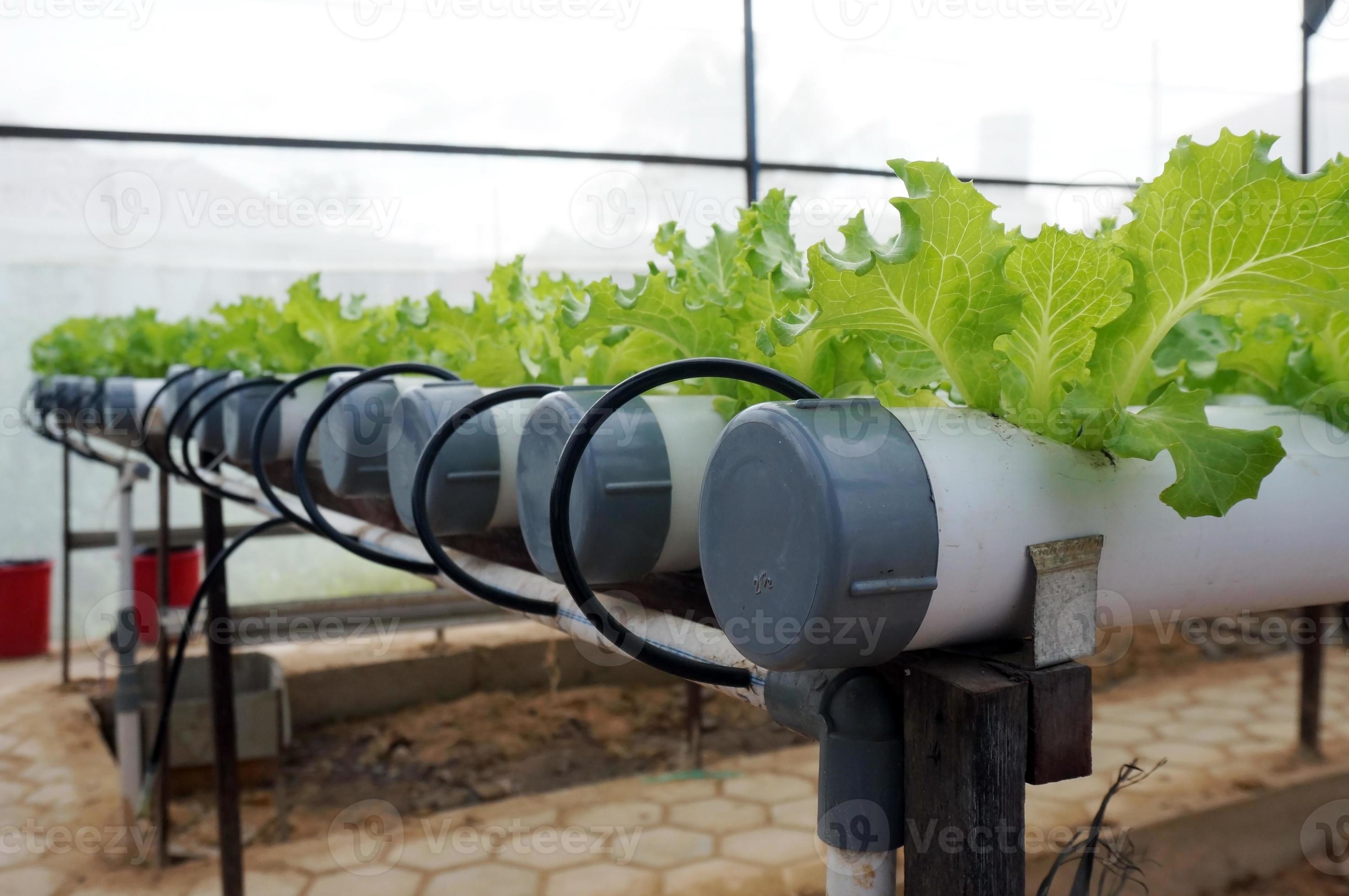 Hydroponics system with liquid fertilizer solution in water without