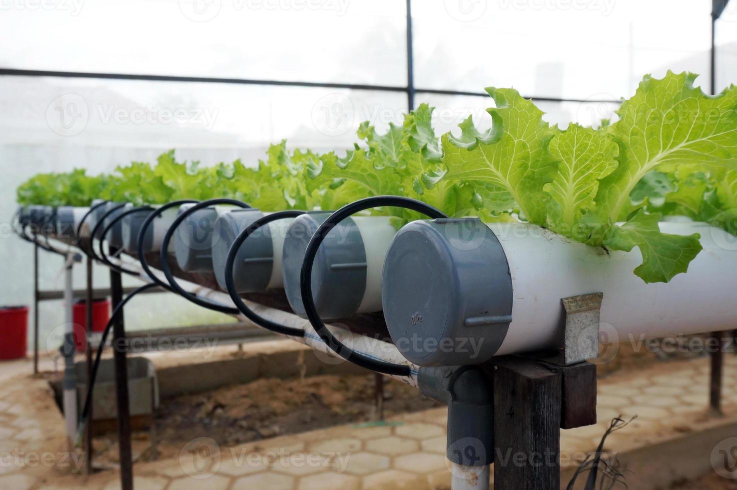 Hydroponics system with liquid fertilizer solution in water without soil at greenhouse hydroponics farm. photo