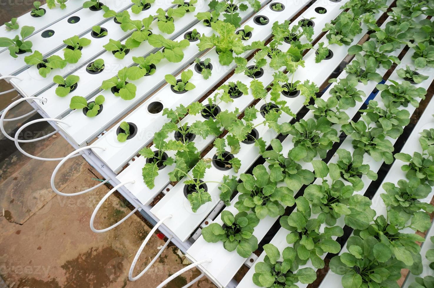 sistema hidropónico con solución de fertilizante líquido en agua sin suelo en una granja hidropónica de invernadero. foto