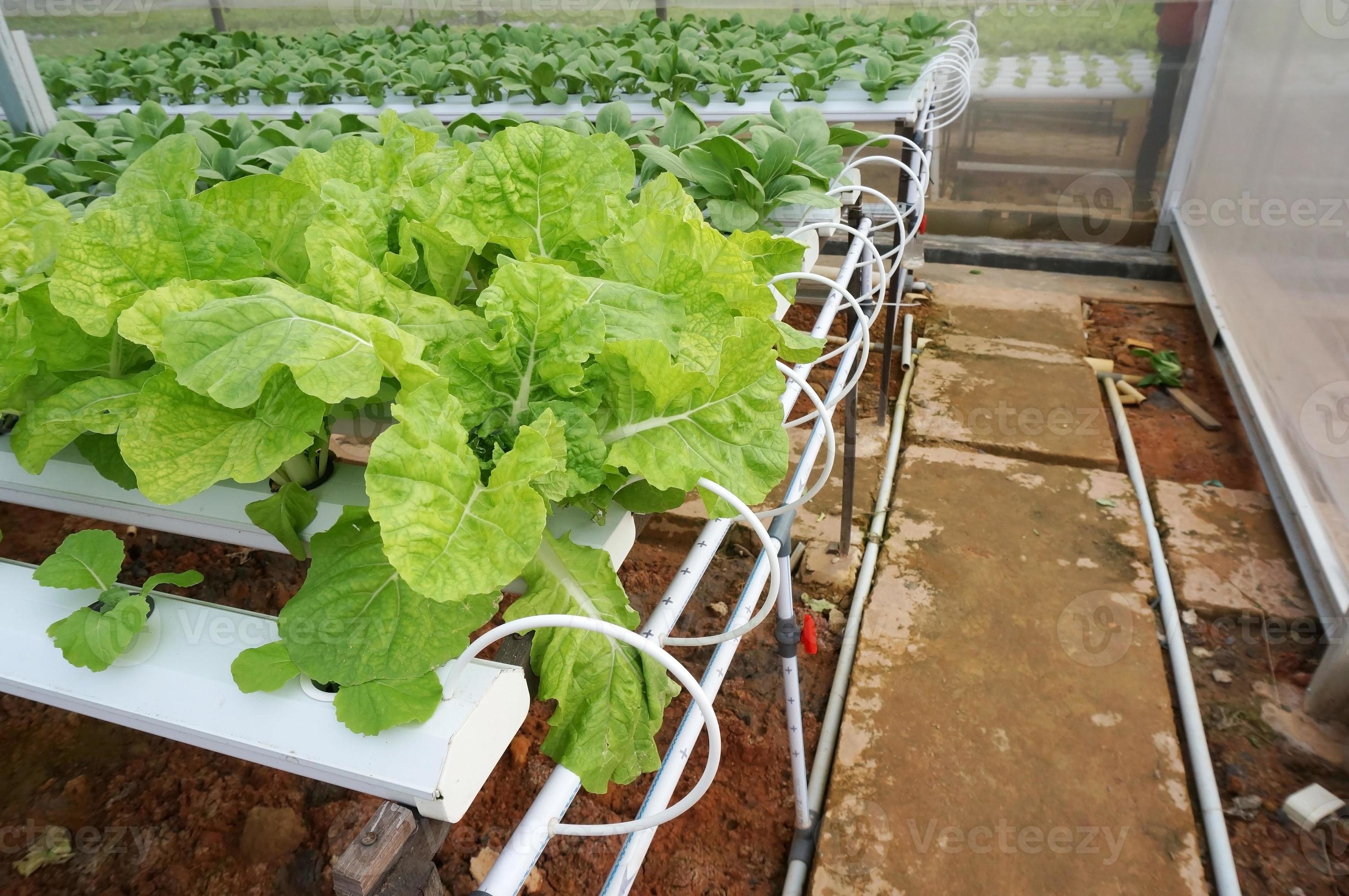 Hydroponics system with liquid fertilizer solution in water without