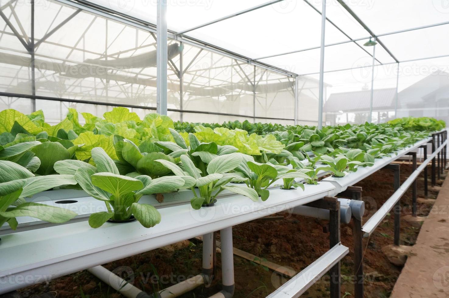 Organic hydroponic vegetable cultivation farm, Selective Focus. photo