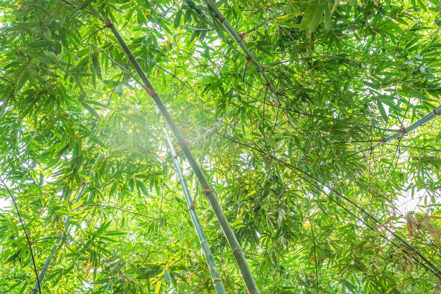 bosque de bambú con luz solar foto