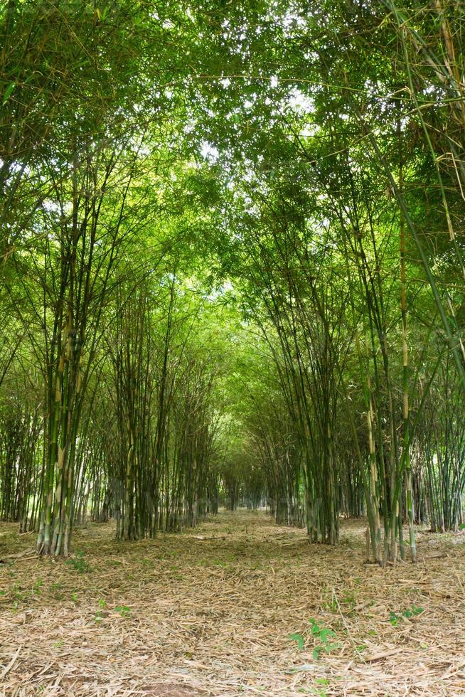 Bamboo trees growing photo