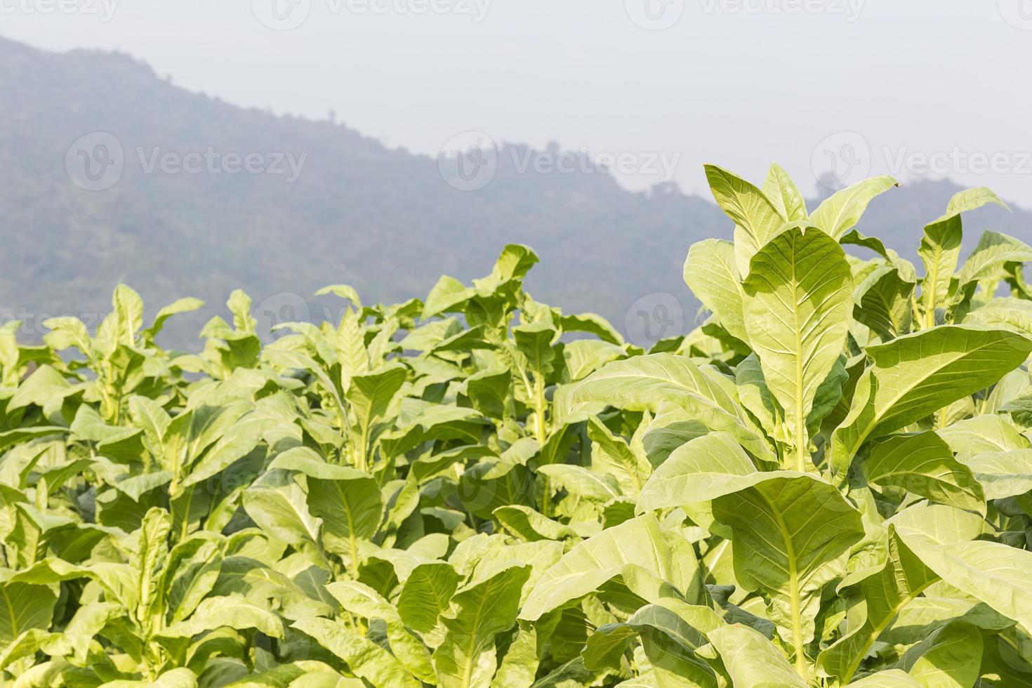 campo nicotiana tabacum foto