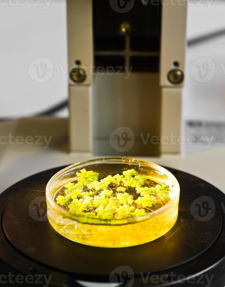 Laboratory small test tray 14042642 Stock Photo at Vecteezy