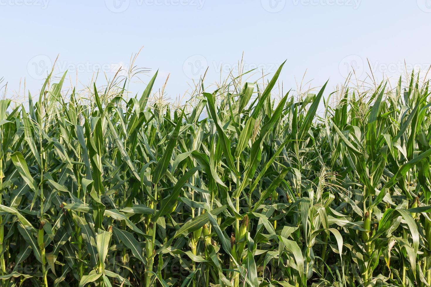 Field of corn ready for harvest 14042649 Stock Photo at Vecteezy