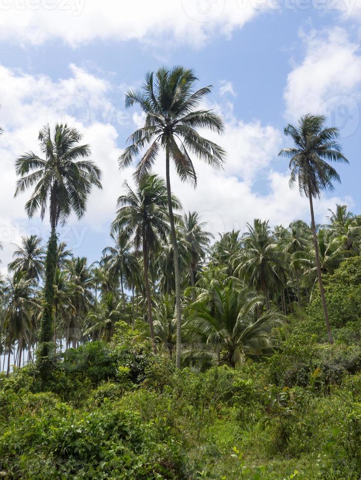 palmeras de coco foto