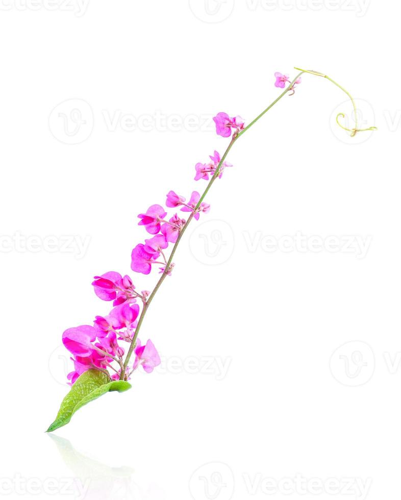 Antigonon leptopus Hook flower on white photo