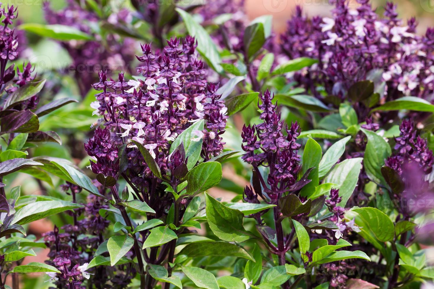 albahaca y flor foto