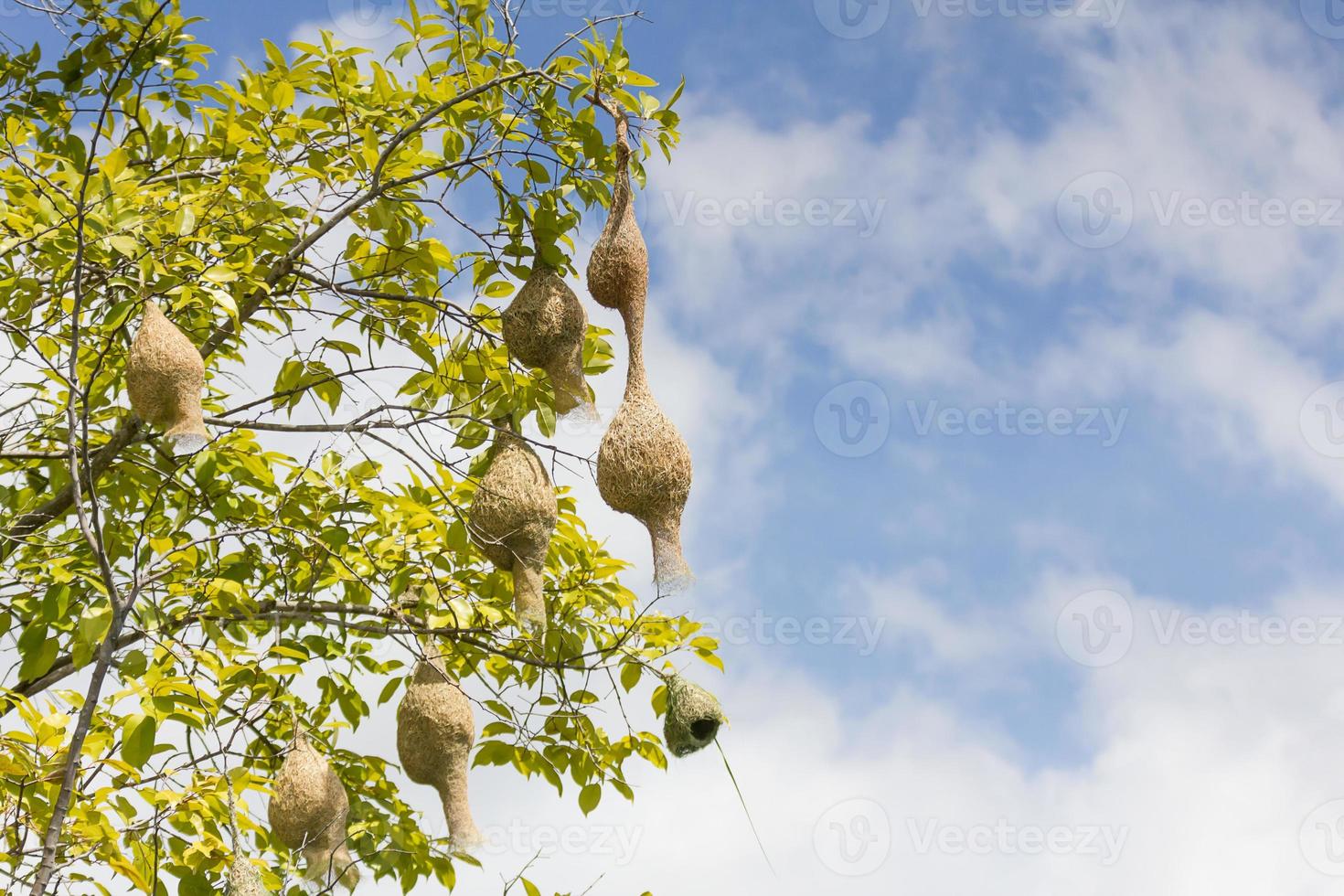 rama de nido de pájaro tejedor de baya en el árbol foto