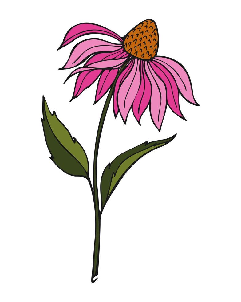 Echinacea flower coloring pink purple violet , hand drawn doodle. vector