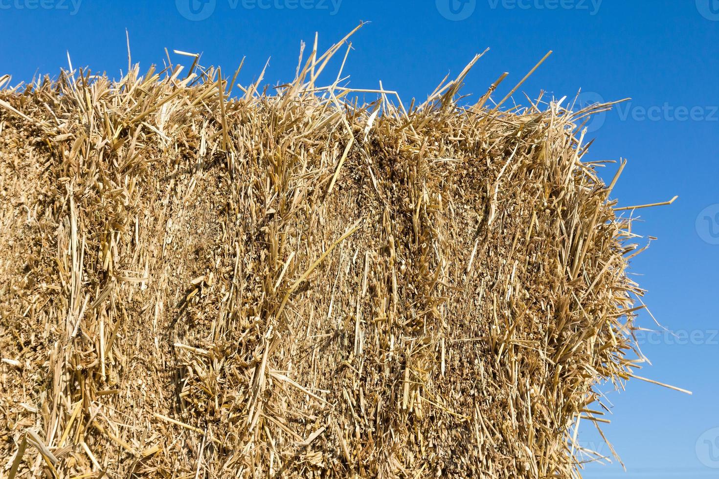 campo con pacas de heno foto