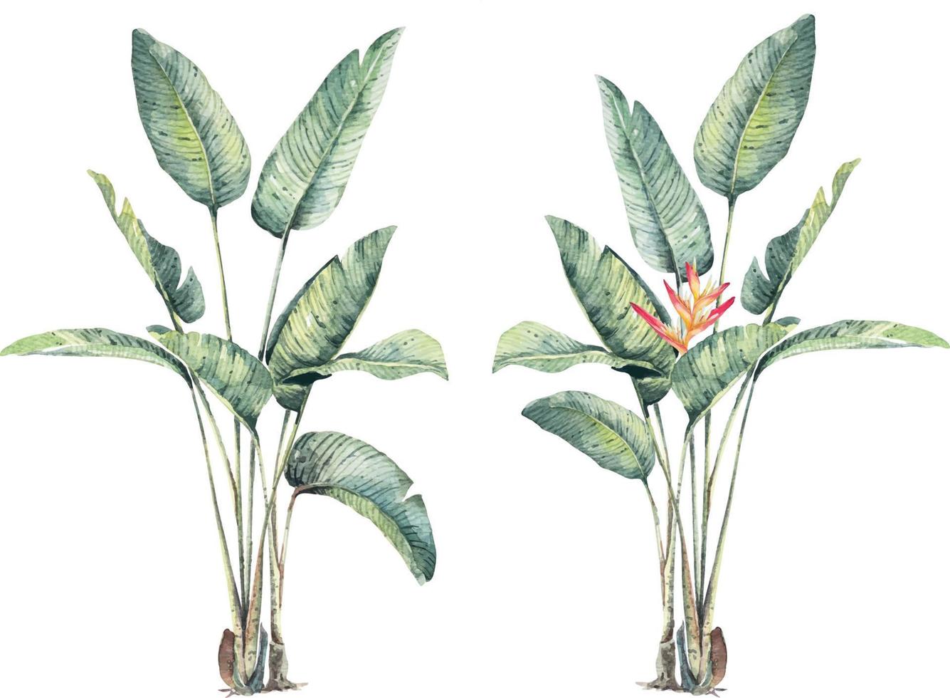 ave del paraíso strelitzia nicolai. hoja tropical naturaleza verde. hojas tropicales de acuarela selva densa para ser utilizada como fondo o papel tapiz diseño de interiores. ramas de plátano vector