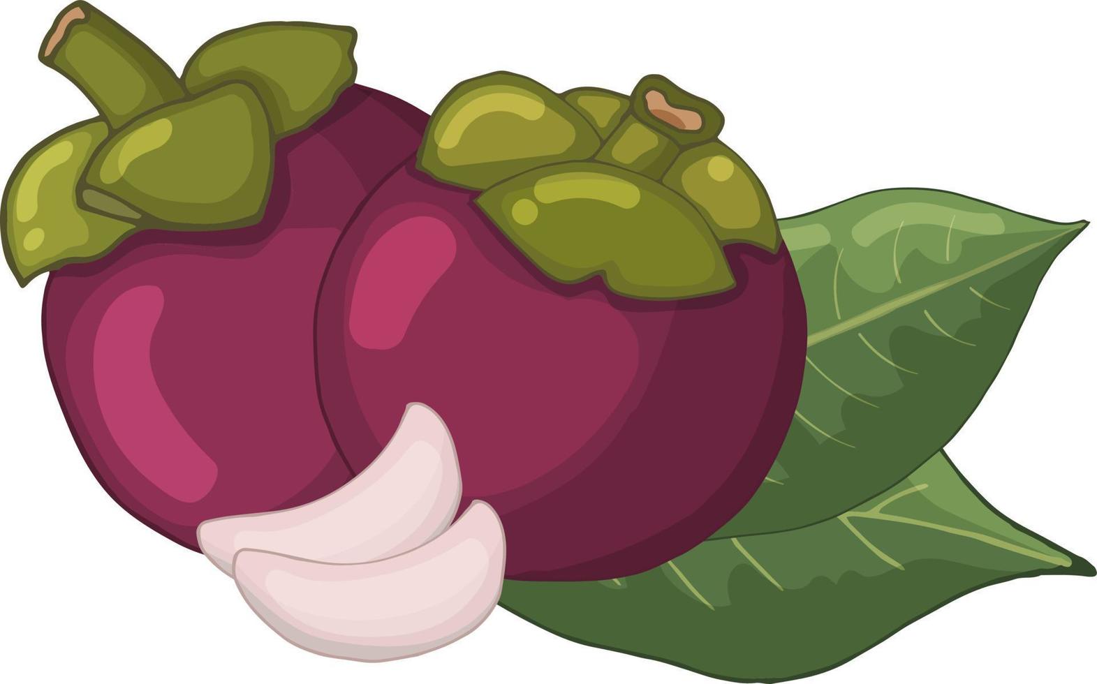 fruta de mangostán con hojas y carne aislada en un fondo blanco. ilustración vectorial, boceto. vector