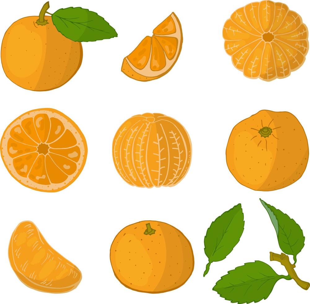 Whole orange, half, the pulp isolated on white. Hand-drawn vector illustration.