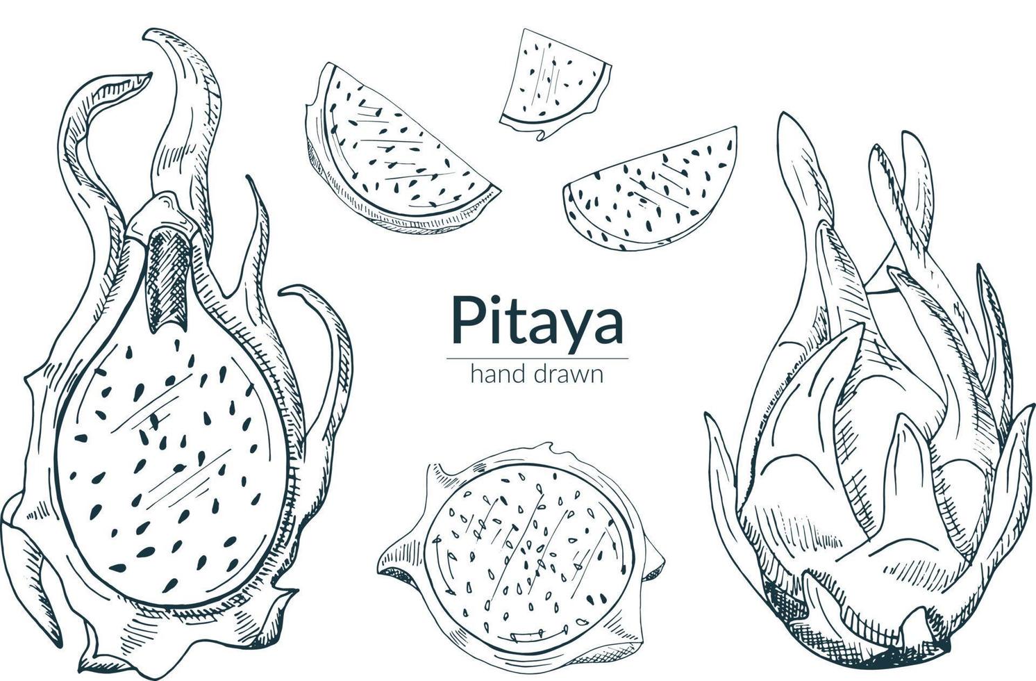 Pitaya whole, cut, half. A set of isolated elements in monochrome. Vector illustration, sketch.
