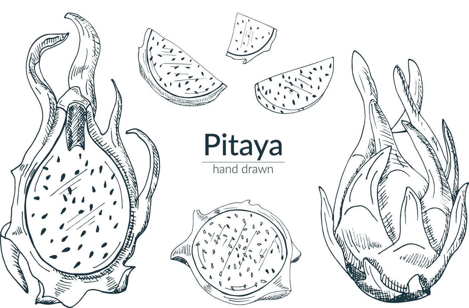 Pitaya whole, cut, half. A set of isolated elements in monochrome. Vector illustration, sketch.