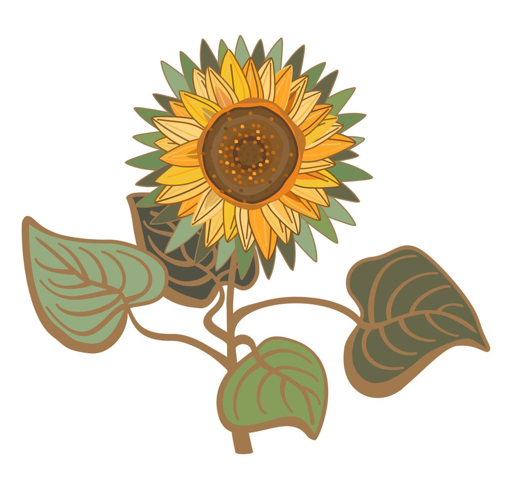 Vector floral illustration of sunflower with leaves isolated on white background. Vintage flower.