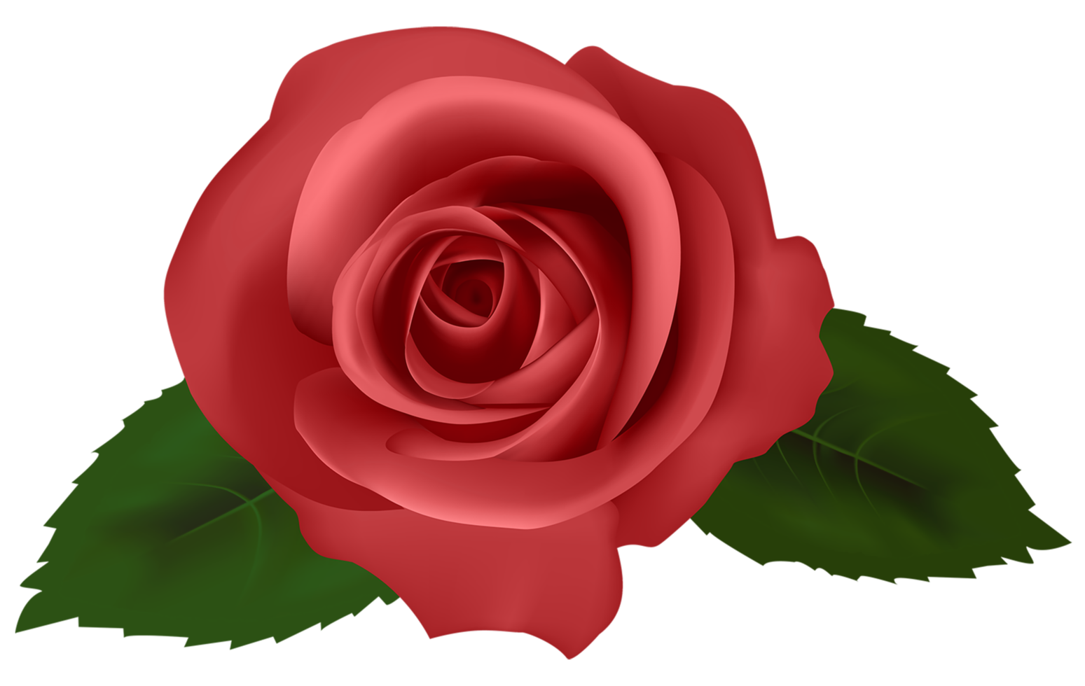 rose rouge fleur transparente png