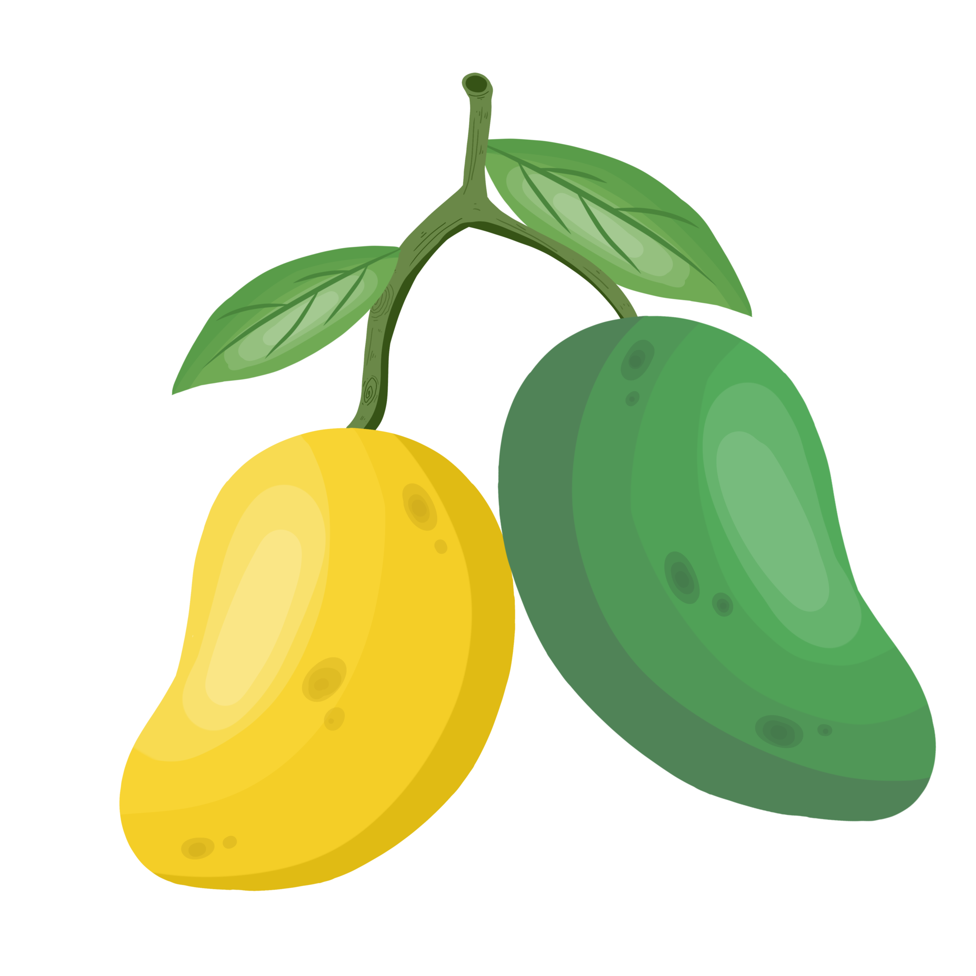 Mango leaf pngs for free download
