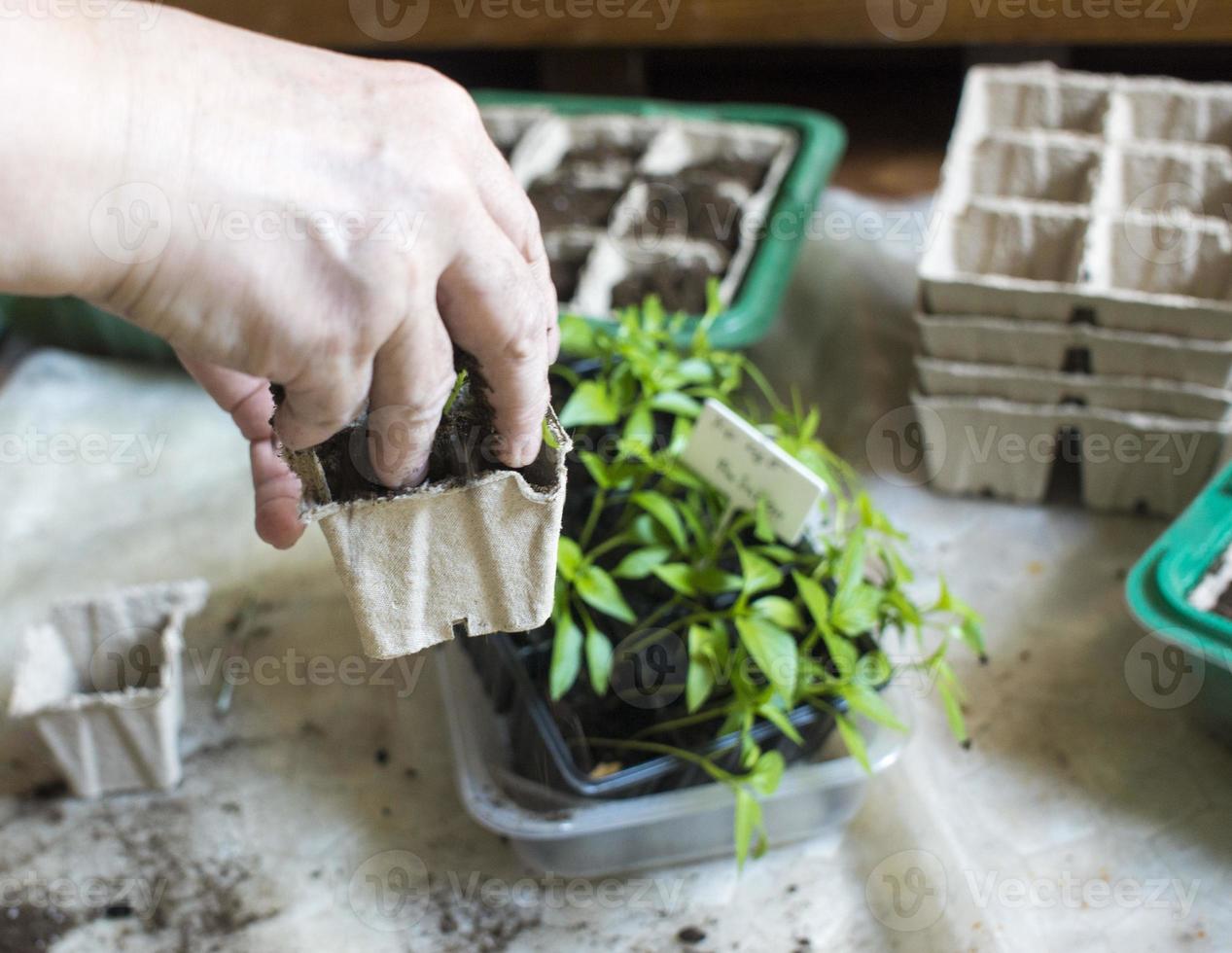 siembra de plantas de bebé, bandejas de agujeros negros para plántulas agrícolas. la siembra de primavera. plántula temprana, cultivada a partir de semillas en cajas en casa en el alféizar de la ventana. mal cuidado de las plantas, flores secas foto