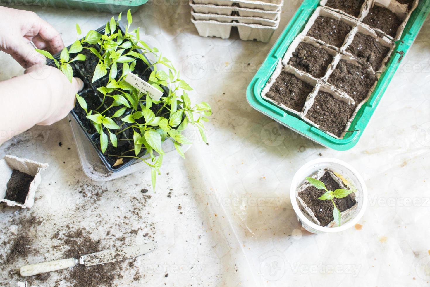 siembra de plantas de bebé, bandejas de agujeros negros para plántulas agrícolas. la siembra de primavera. plántula temprana, cultivada a partir de semillas en cajas en casa en el alféizar de la ventana. concepto. mal cuidado de las plantas, flores secas foto