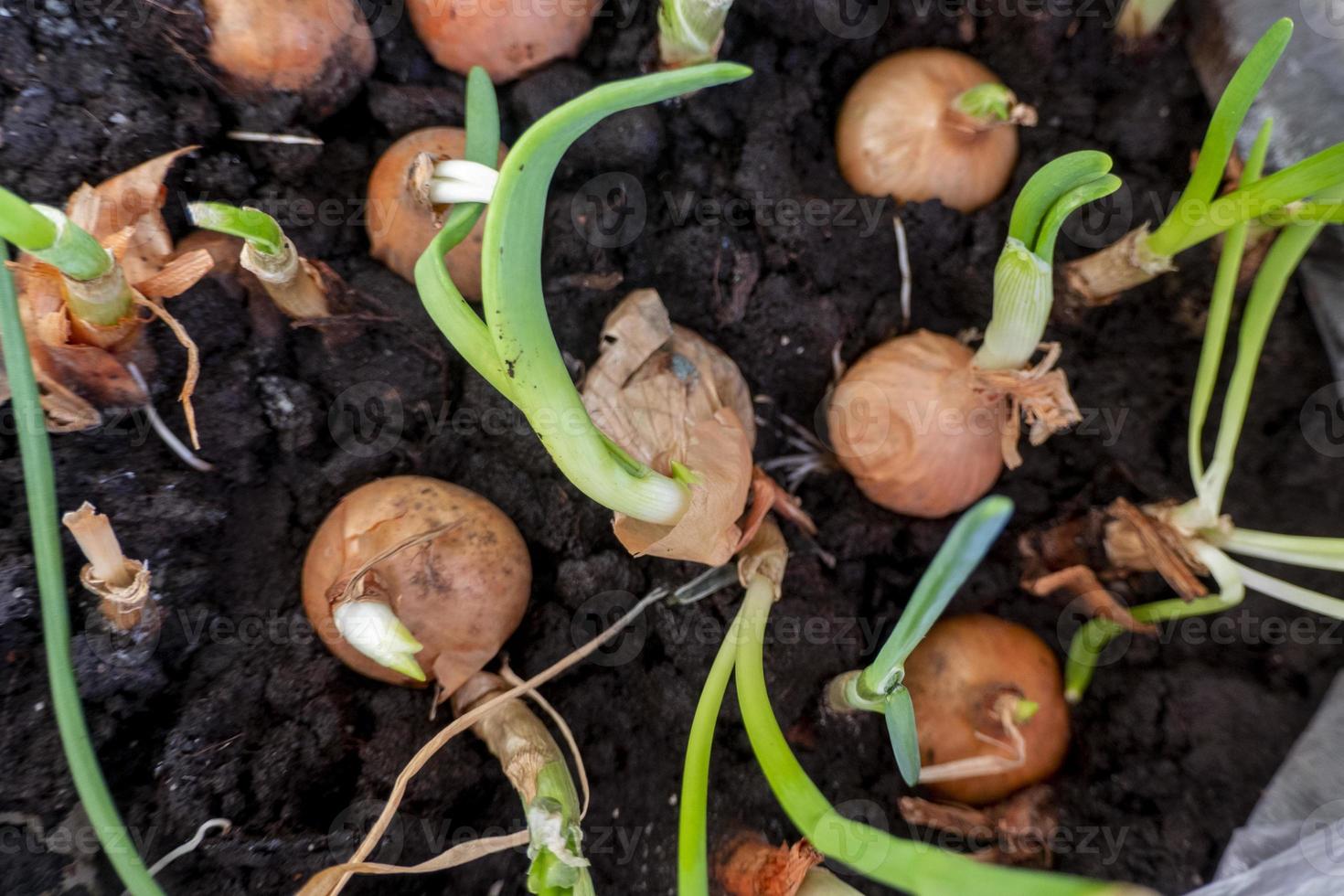 Fotografía macro de una olla de cebolla joven en primavera foto