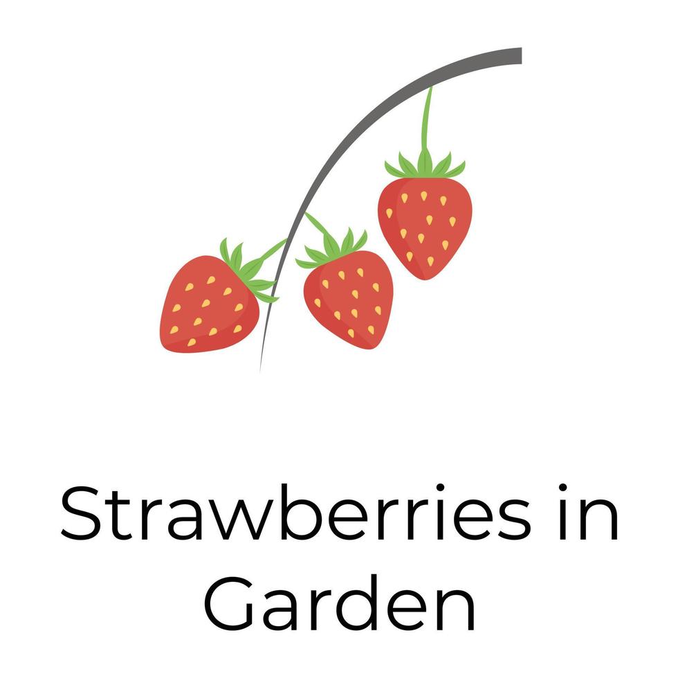 Strawberries in Garden vector