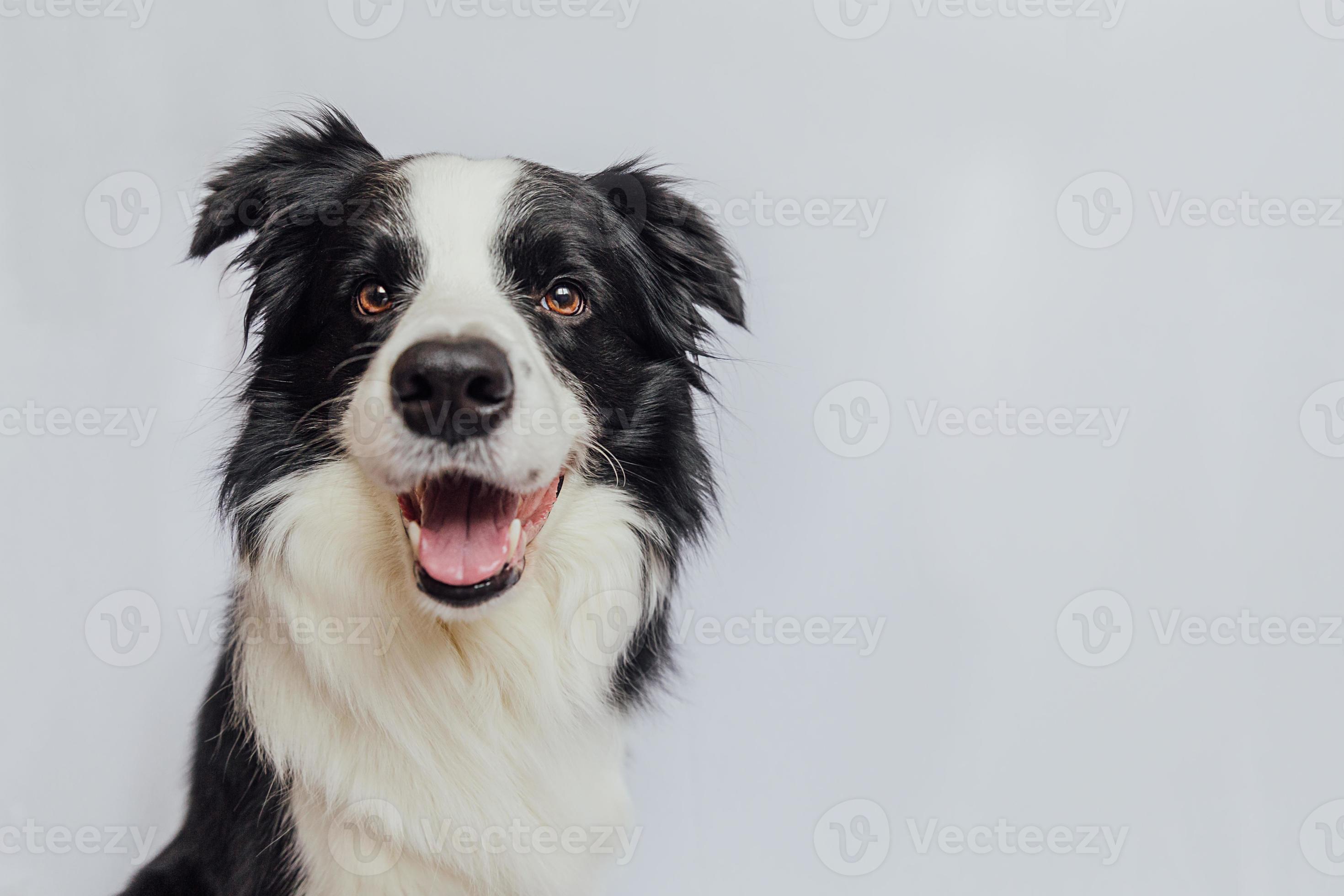 Cute puppy dog border collie with funny face isolated on white