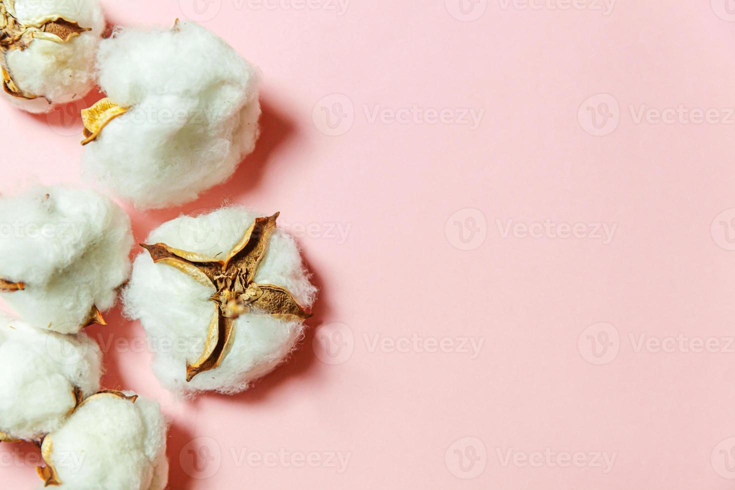 diseño simplemente minimalista con flores de algodón blanco aisladas sobre fondo rosa pastel. tela tela suavidad concepto de alergia de granja orgánica natural. foto
