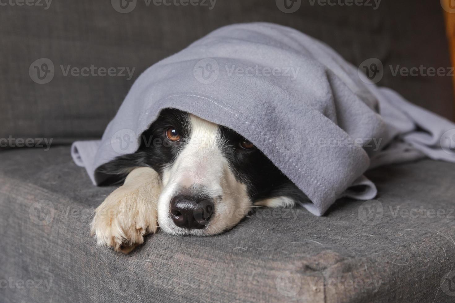 Funny puppy dog border collie lying on couch under plaid indoors. Little pet dog at home keeping warm hiding under blanket in cold fall autumn winter weather. Pet animal life Hygge mood concept. photo