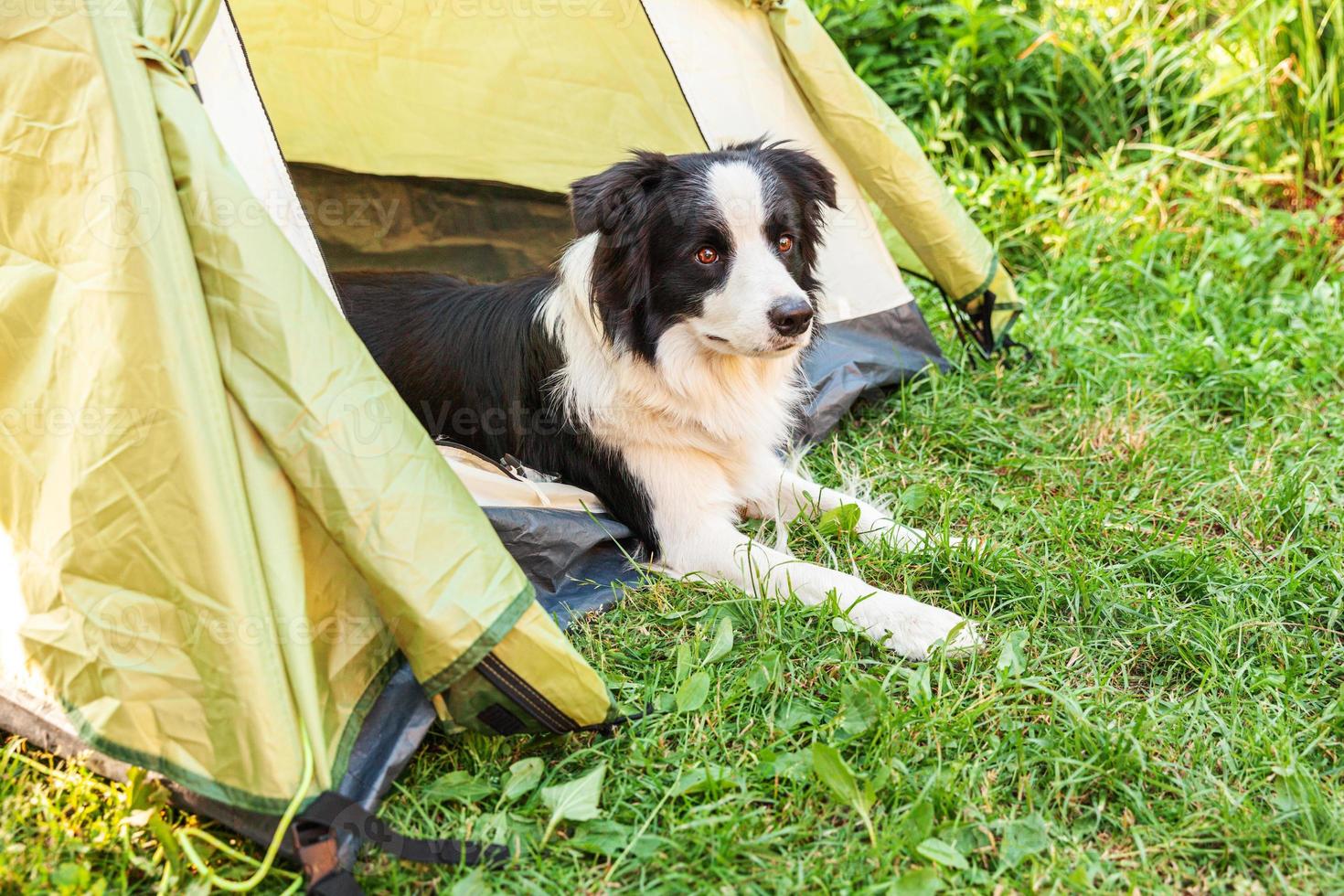 retrato al aire libre de un lindo y divertido cachorro border collie acostado dentro de una tienda de campaña. aventura de viaje de mascotas con compañero de perro. guardián y protección de campamento. concepto de turismo de viaje foto