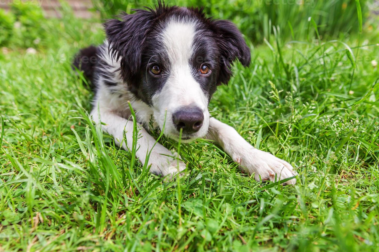 Funny outdoor portrait of cute smilling puppy dog border collie lying down on green grass lawn in park or garden background photo