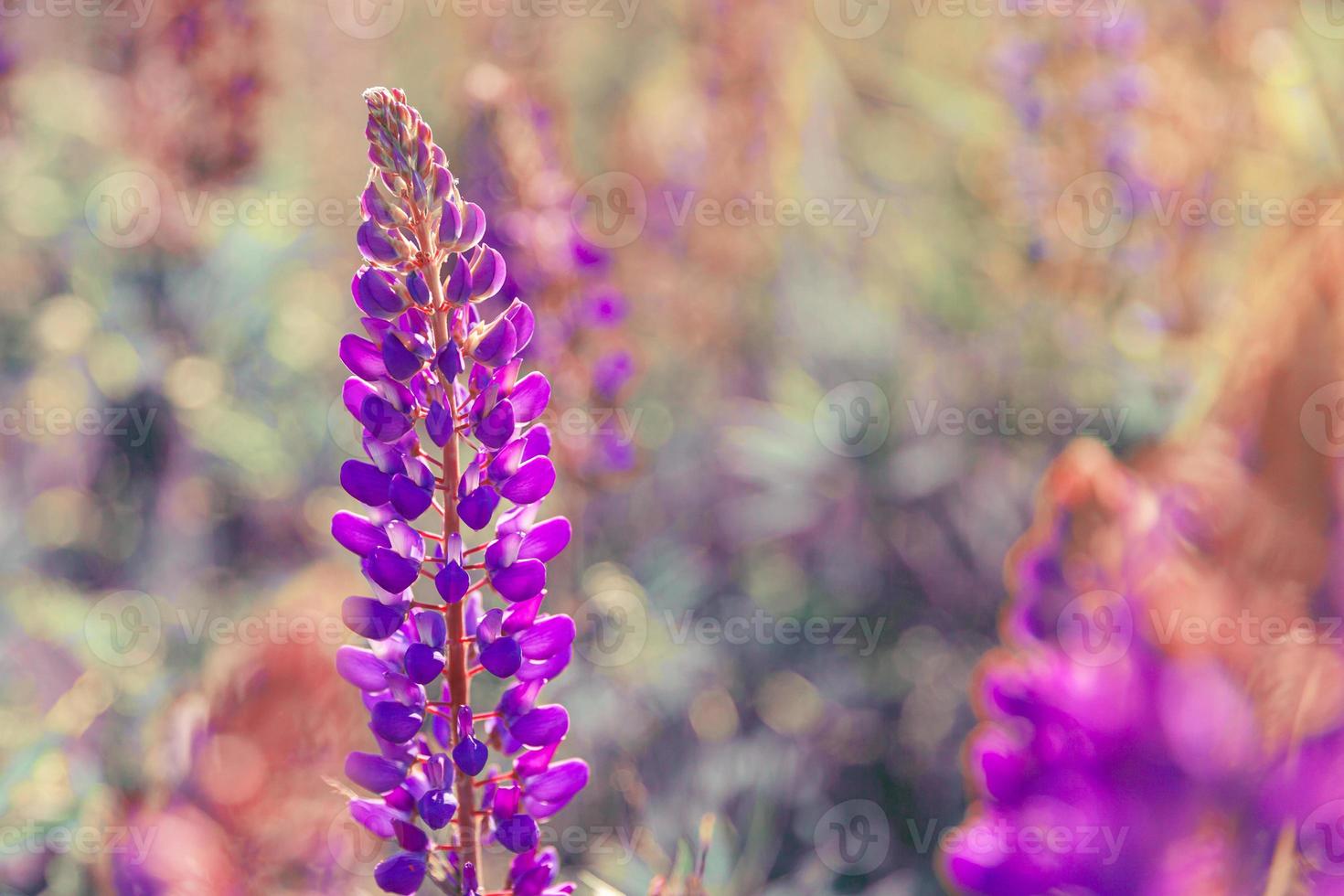 Beautiful blooming lupine flowers in spring time. Field of lupines plants background. Violet wild spring and summer flowers. Gentle warm soft colors selective focus, blurred background photo