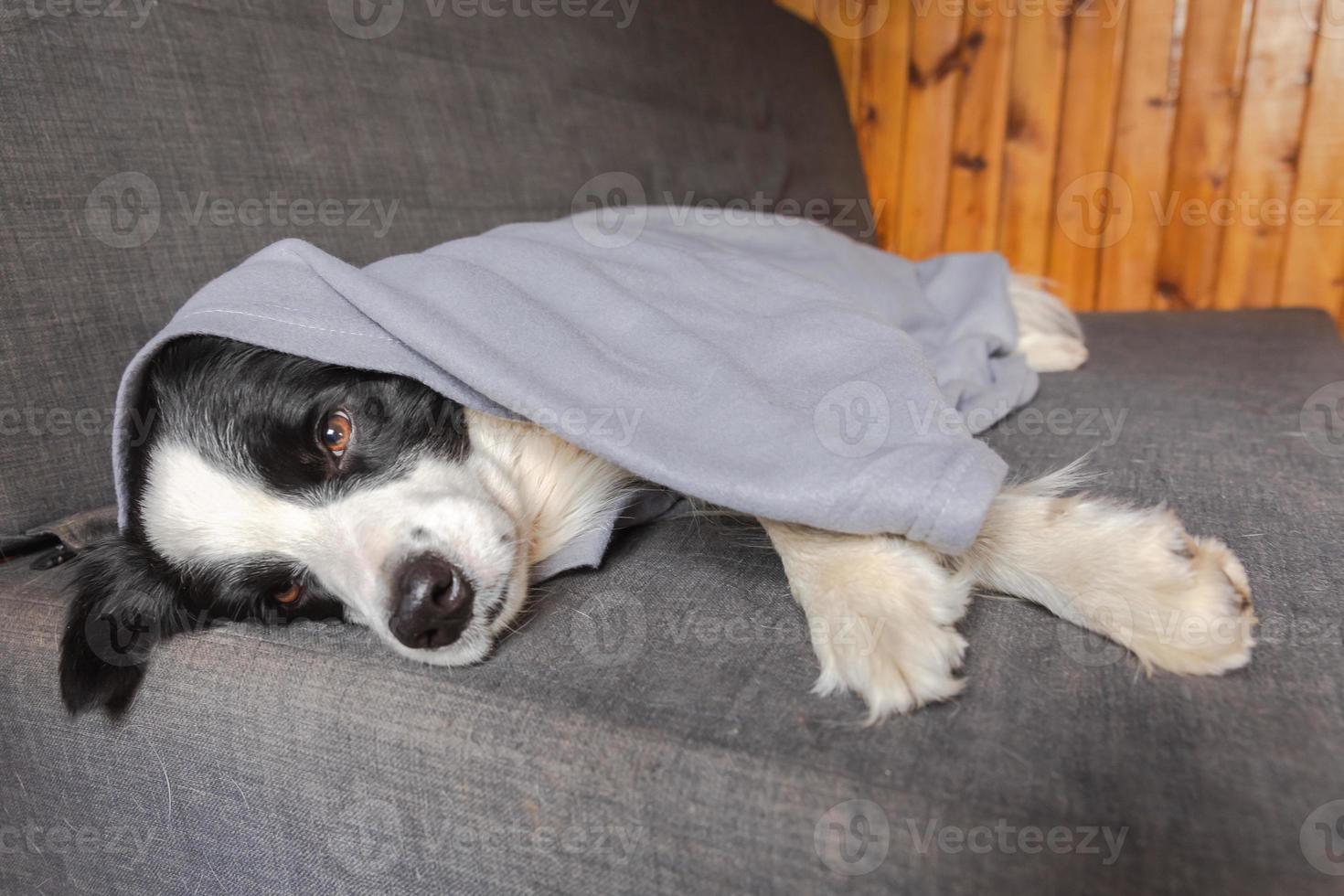 Funny puppy dog border collie lying on couch under plaid indoors. Little pet dog at home keeping warm hiding under blanket in cold fall autumn winter weather. Pet animal life Hygge mood concept. photo