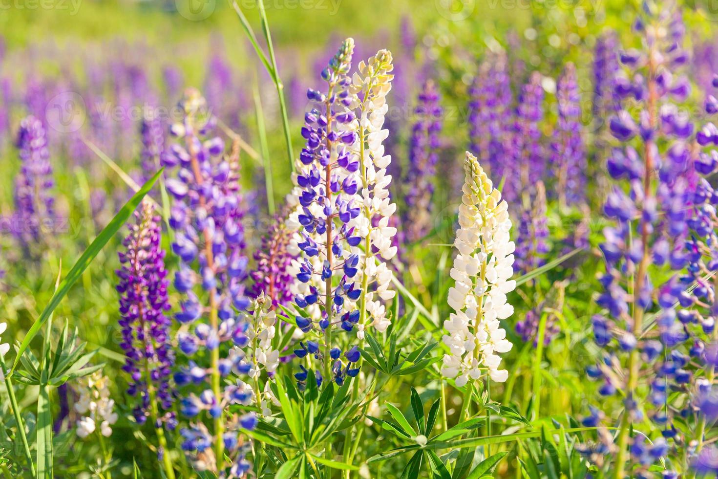 Beautiful blooming lupine flowers in spring time. Field of lupines plants background. Violet wild spring and summer flowers. Gentle warm soft colors selective focus, blurred background photo