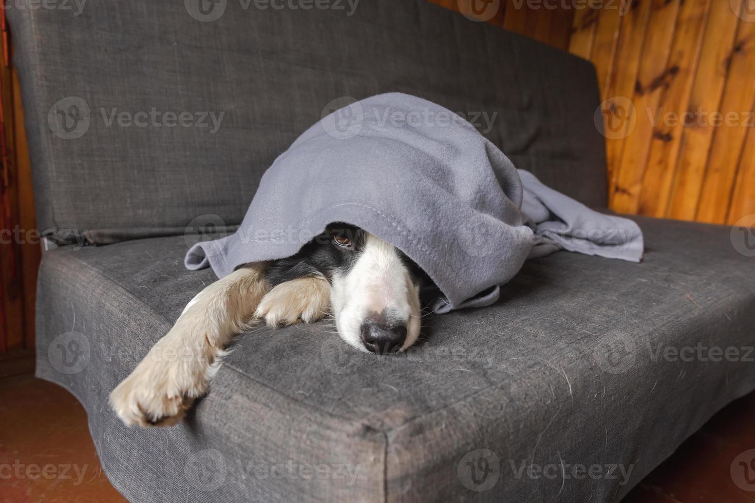 Funny puppy dog border collie lying on couch under plaid indoors. Little pet dog at home keeping warm hiding under blanket in cold fall autumn winter weather. Pet animal life Hygge mood concept. photo