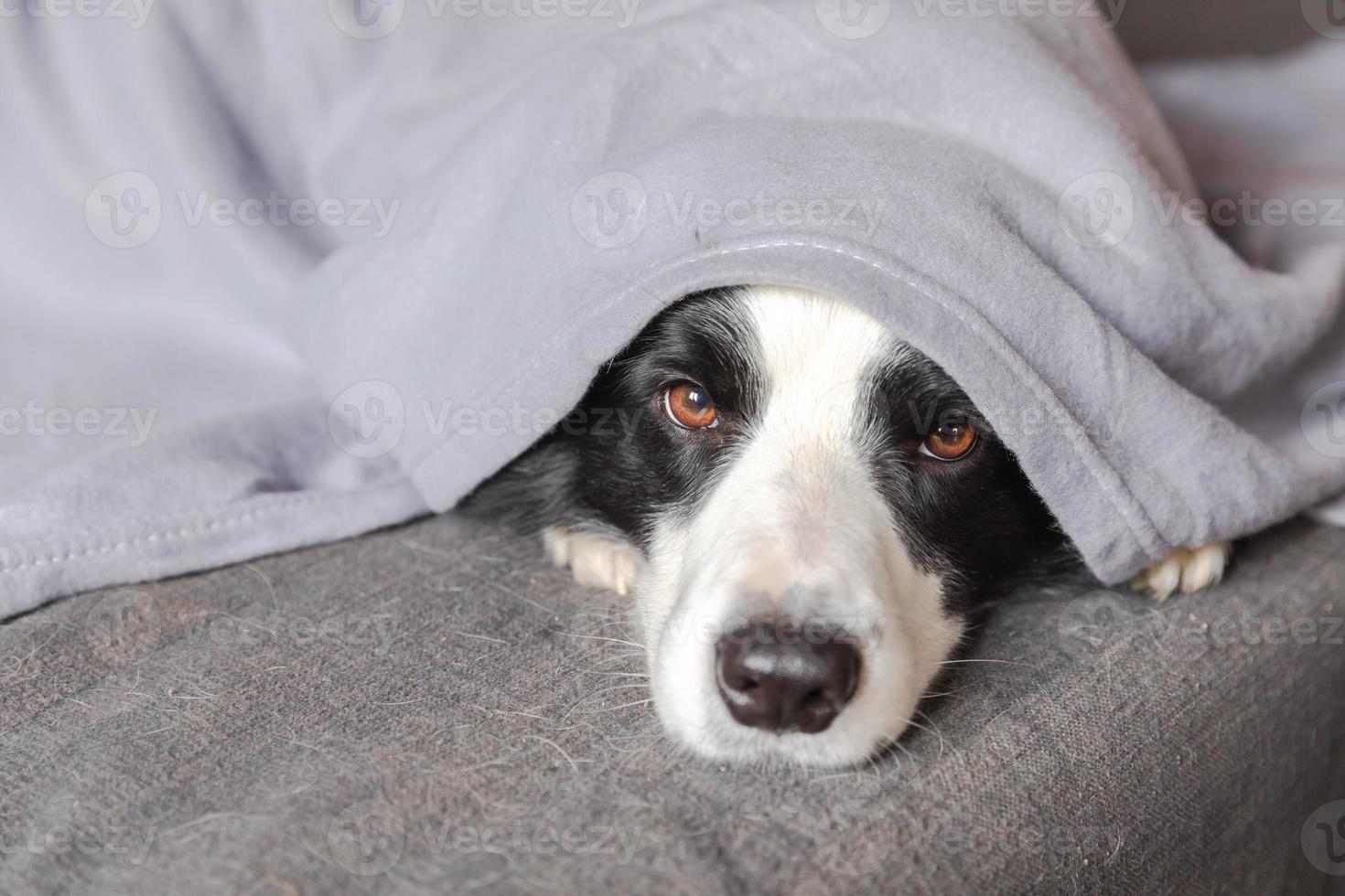 Funny puppy dog border collie lying on couch under plaid indoors. Little pet dog at home keeping warm hiding under blanket in cold fall autumn winter weather. Pet animal life Hygge mood concept. photo