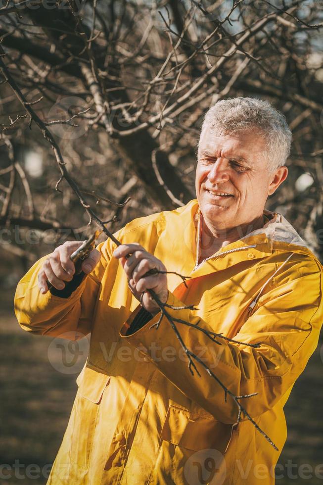 Pruning In The Orchard photo