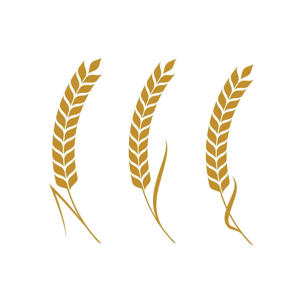 Agriculture wheat vector icon design