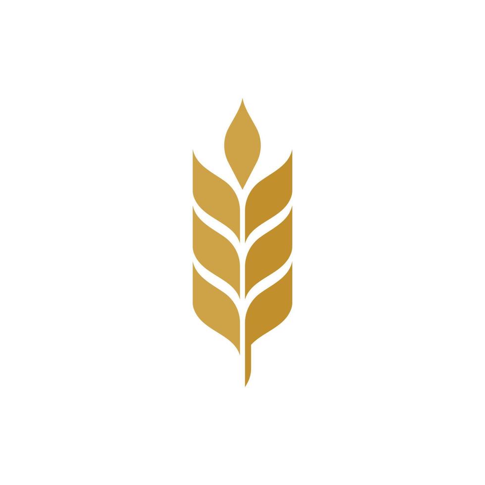 Agriculture wheat vector icon design