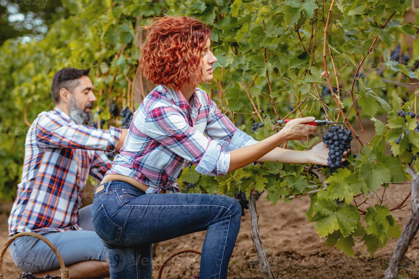 Harvest View