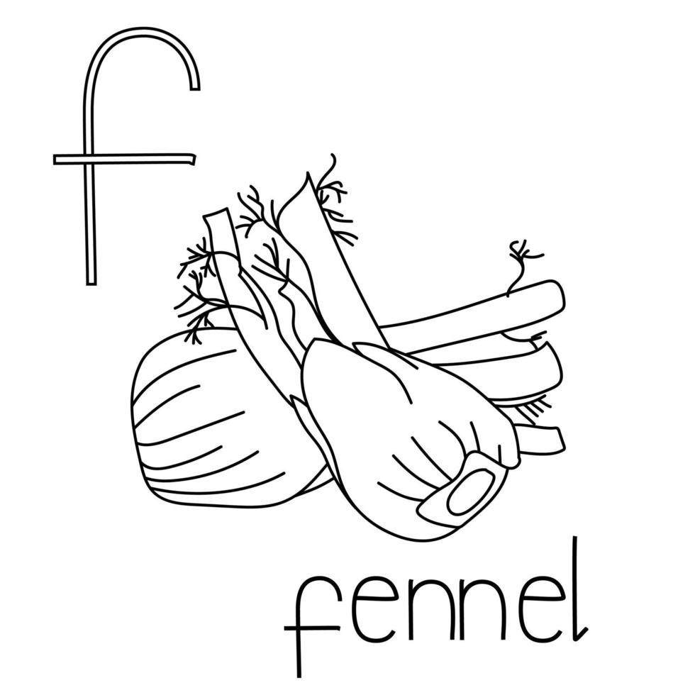 Coloring page fruit and vegetable ABC, Letter F - fennel, educated coloring card vector