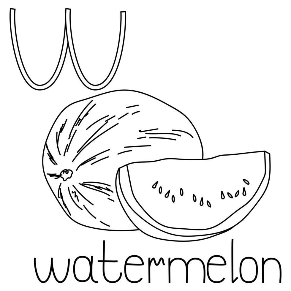 Coloring page fruit and vegetable ABC, Letter W - watermelon, educated coloring card vector