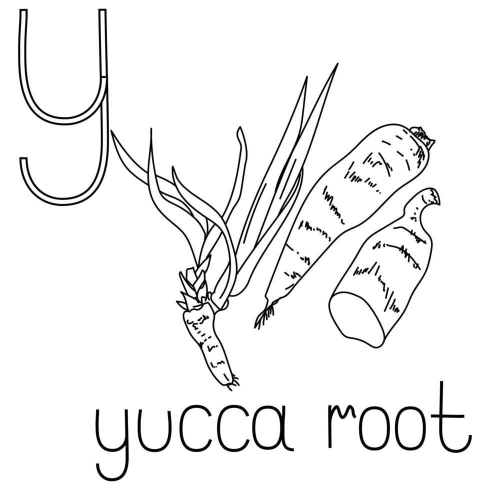 ABC coloring card, Letter Y - yucca root, fruit and vegetable alphabet vector