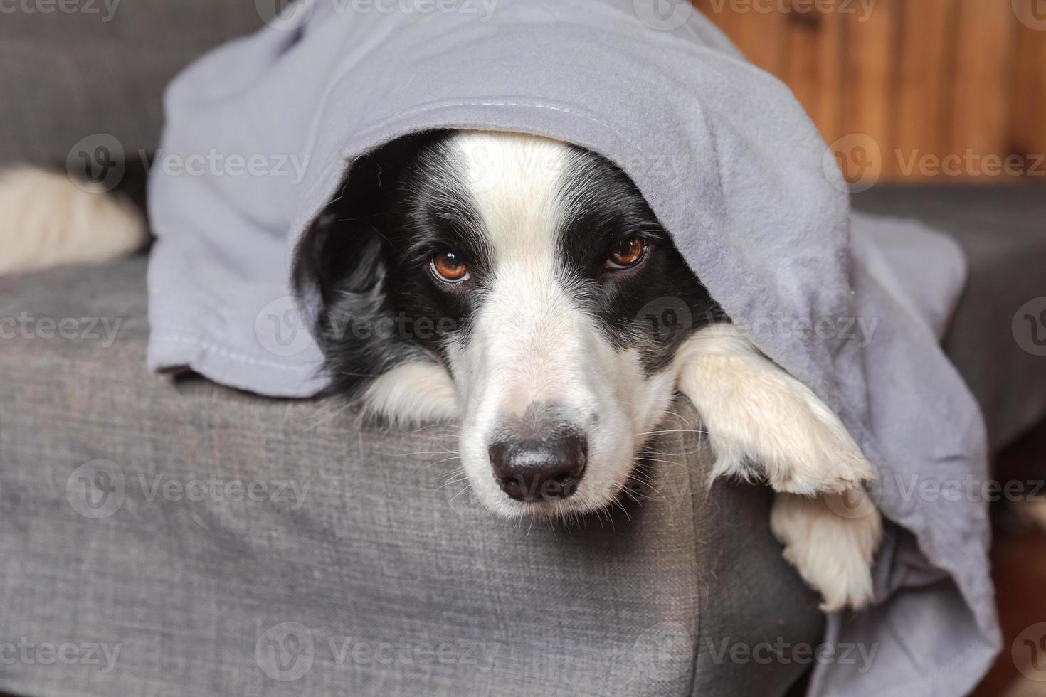 Funny puppy dog border collie lying on couch under plaid indoors. Little pet dog at home keeping warm hiding under blanket in cold fall autumn winter weather. Pet animal life Hygge mood concept. photo